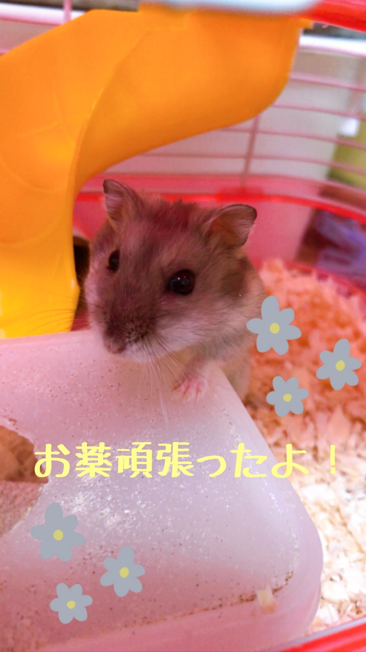 ハムスターの飼い方や基本を知ろう!～ハムスターがアレルギーに!編～ - 82877FAE DC65 4315 AC1E 3492EF3EDE11